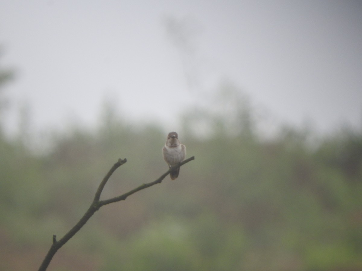 Colibri vesper - ML644663164