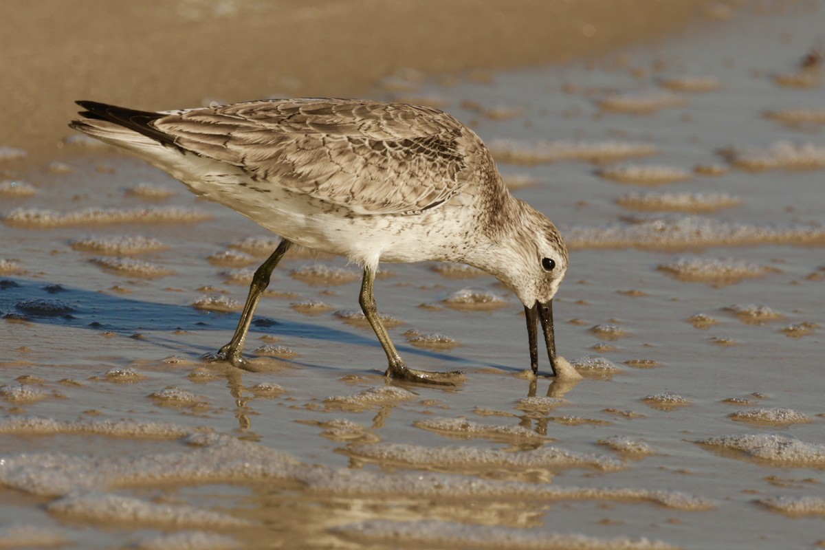 Txirri lodia - ML644663173