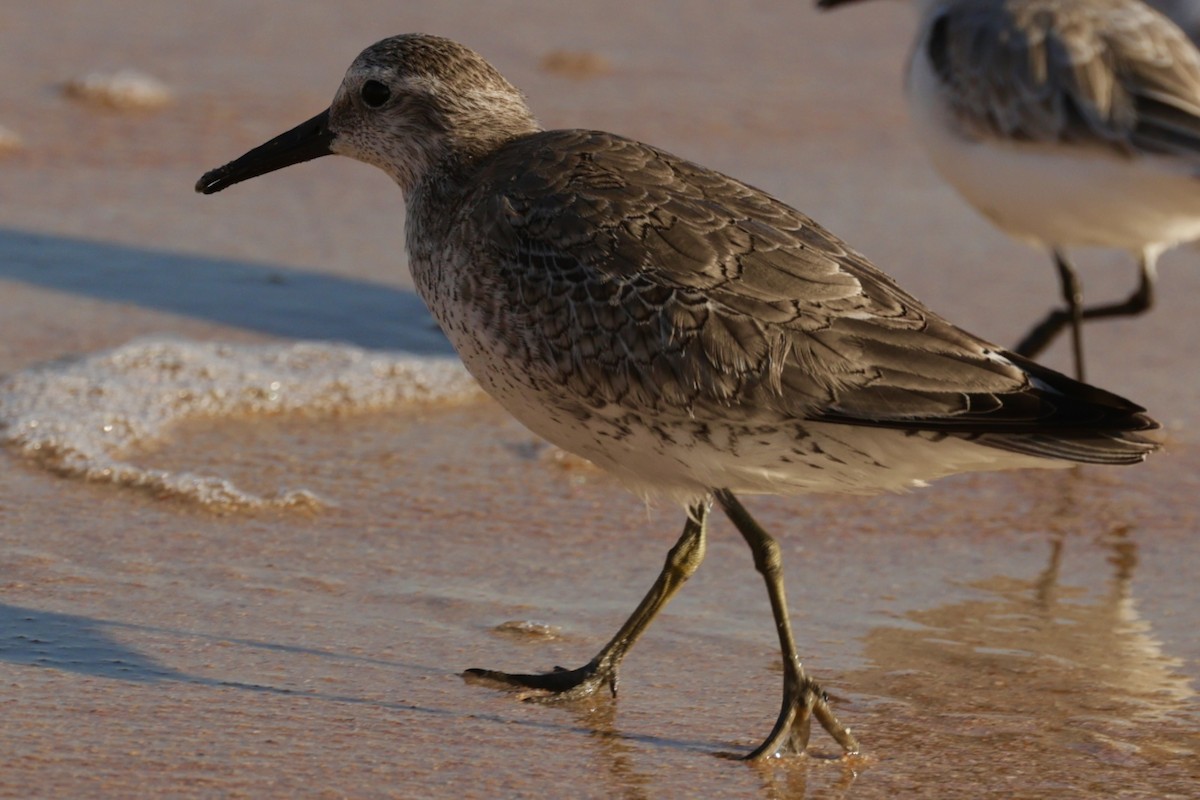 Txirri lodia - ML644663174