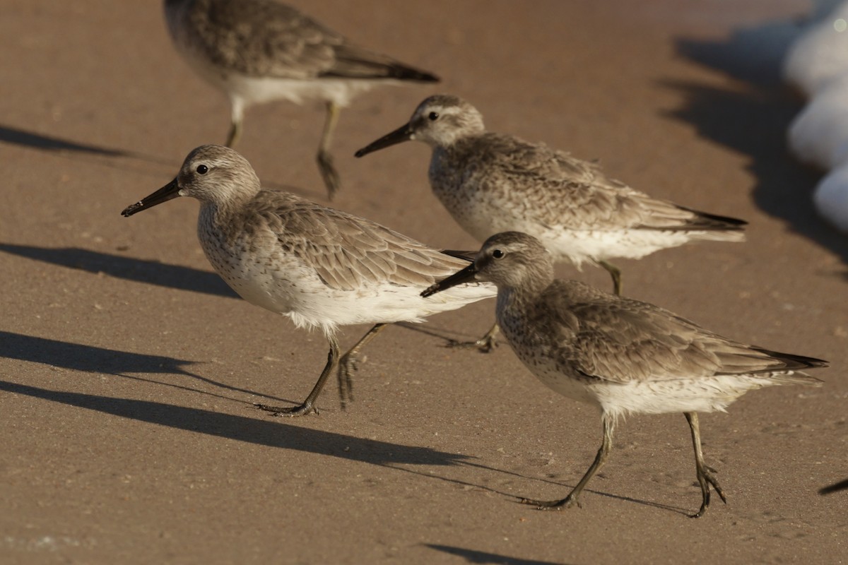 Txirri lodia - ML644663175