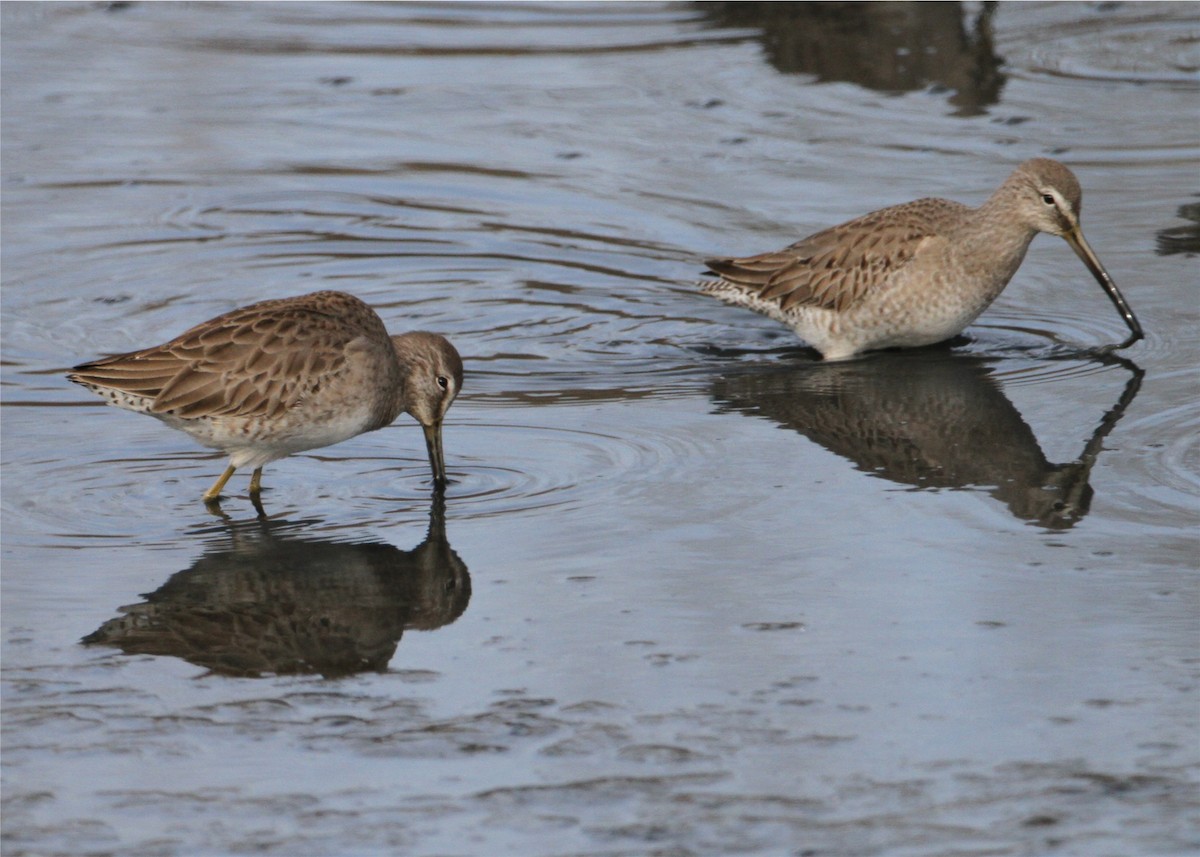 Bécassin à long bec - ML644663178