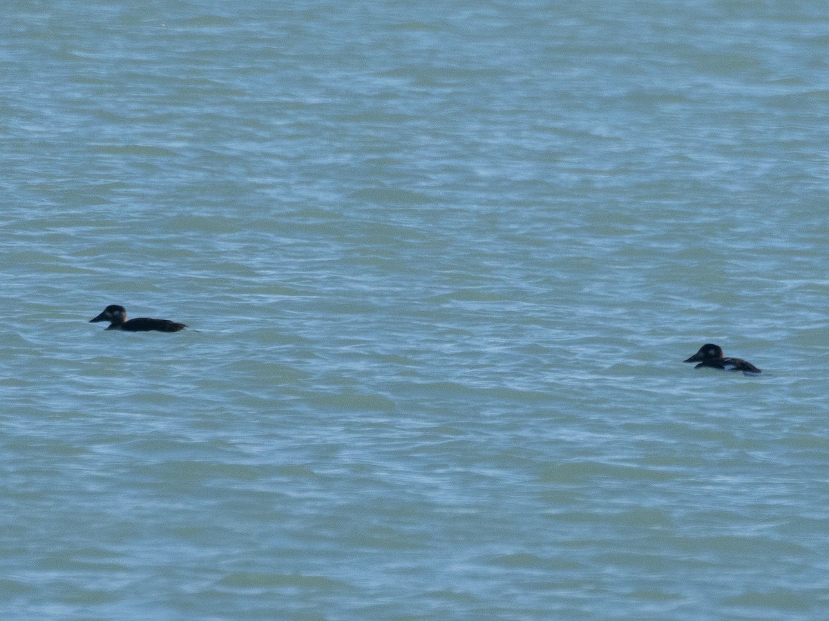 קטיפנית משברים - ML644663187