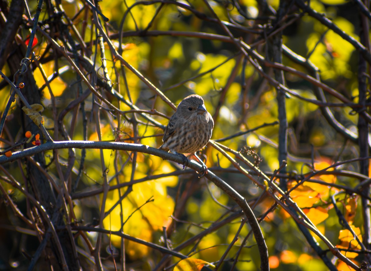 Roselin familier - ML644663200