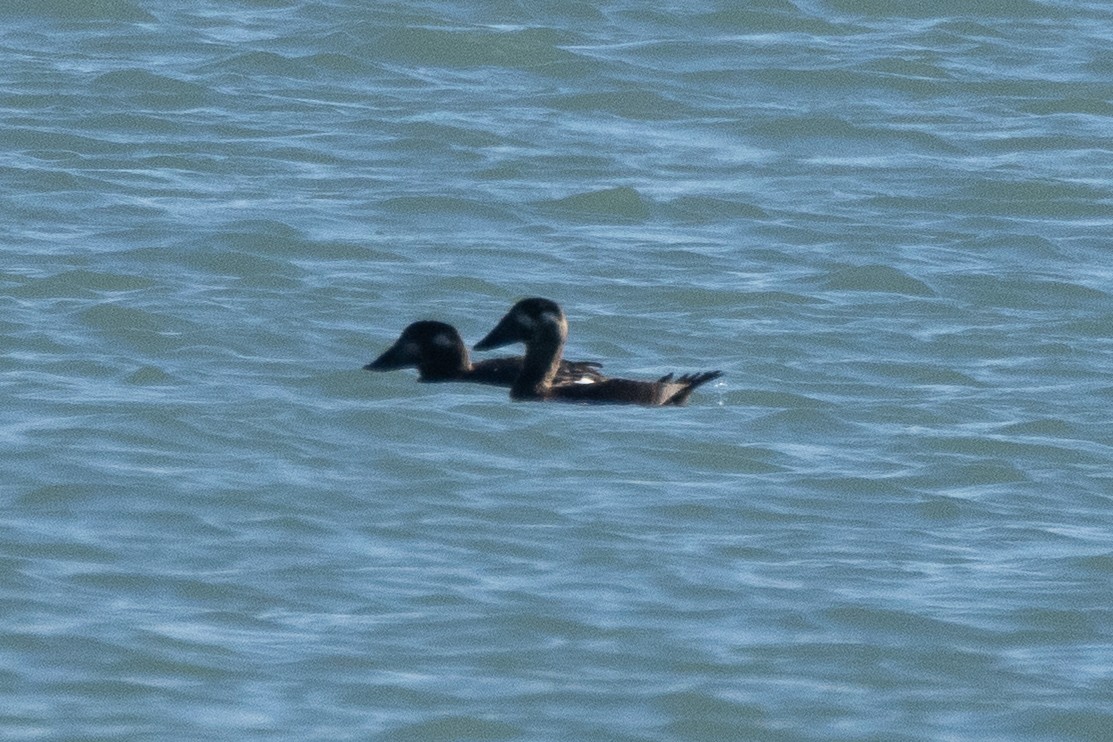 קטיפנית לבנת-כנף - ML644663204