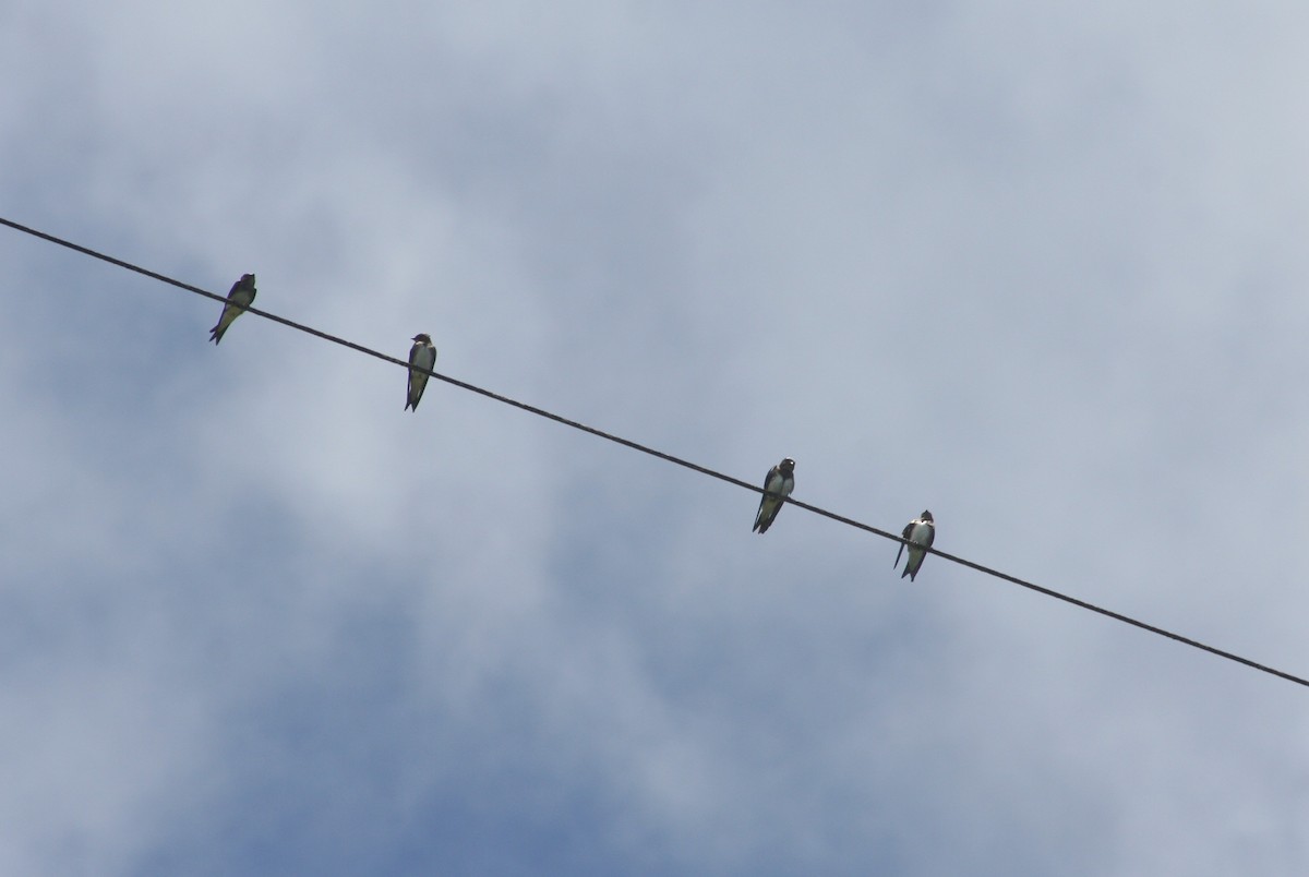 シロハラムラサキツバメ - ML644663207