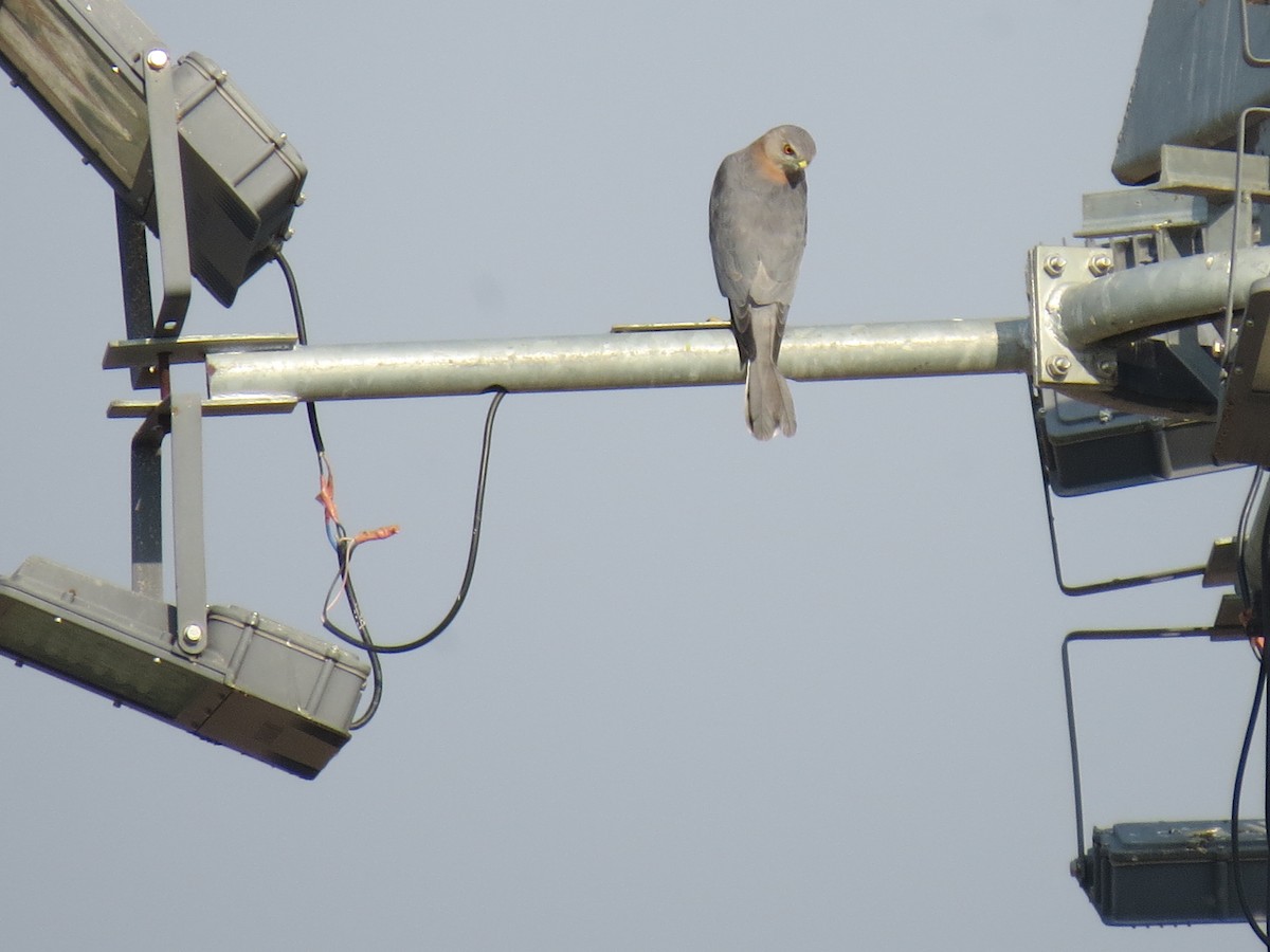 Shikra - ML644663210