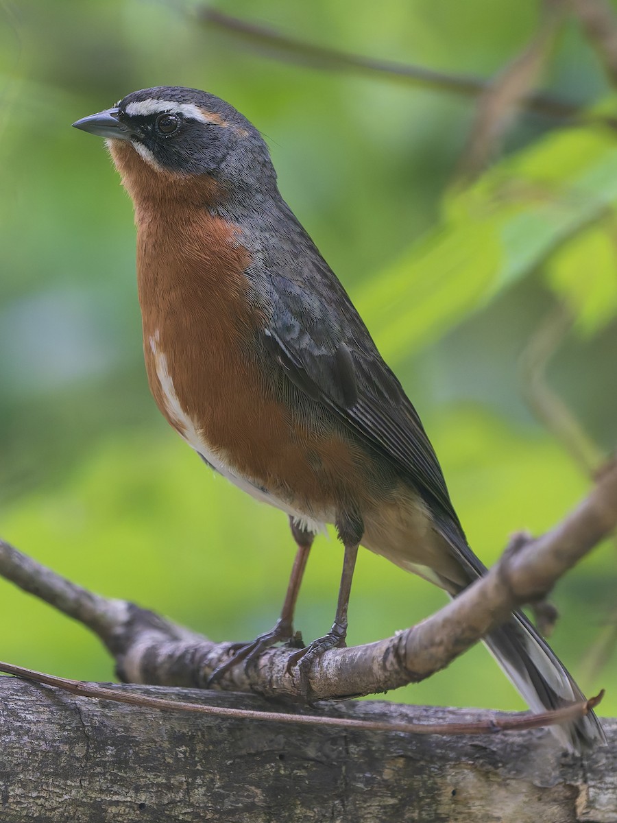 Свертушка біловуса - ML644663213