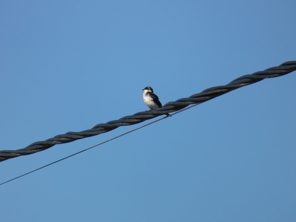 White-rumped Swallow - ML644663224