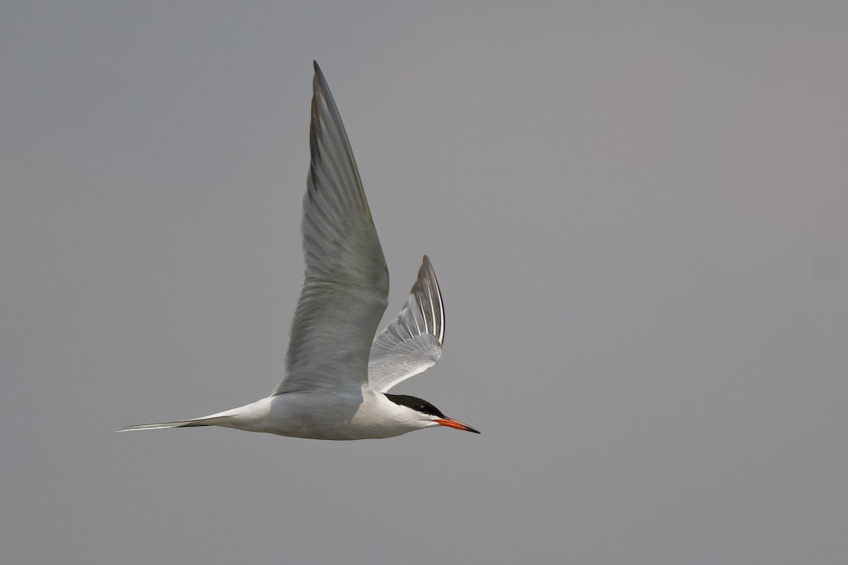 Common Tern - ML644663227