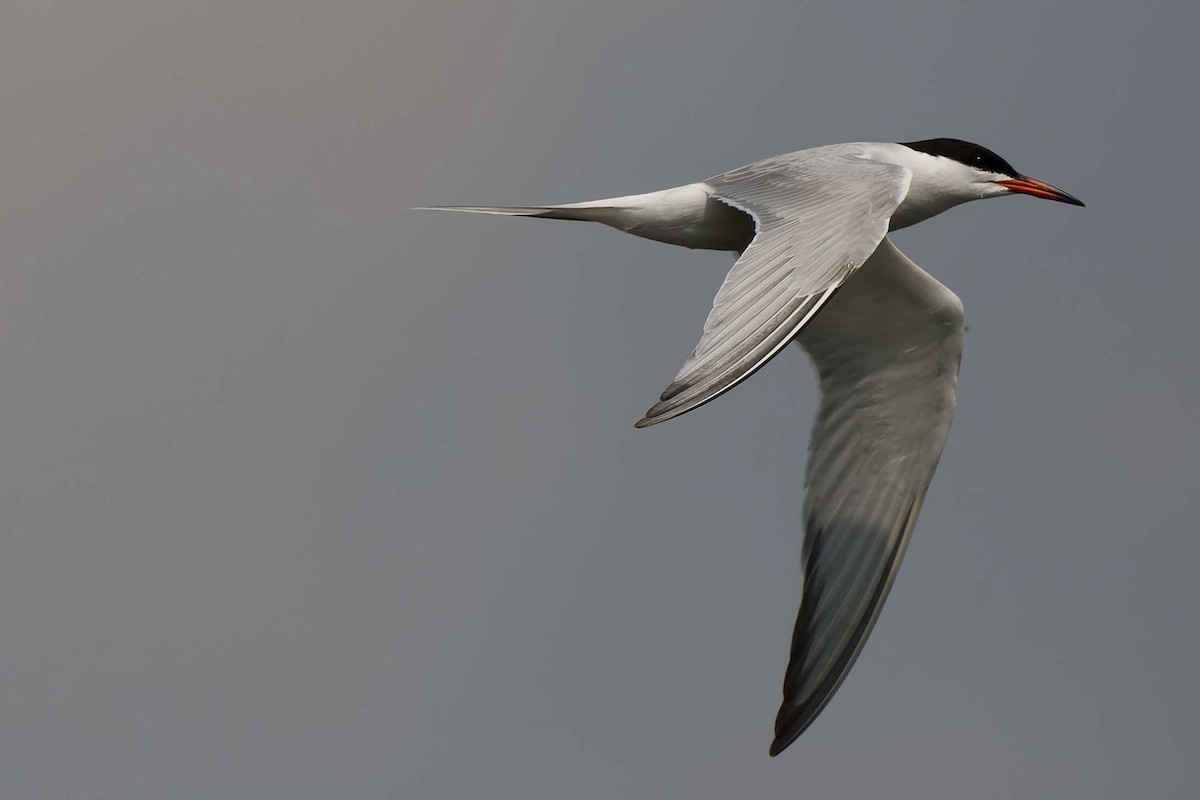Common Tern - ML644663229
