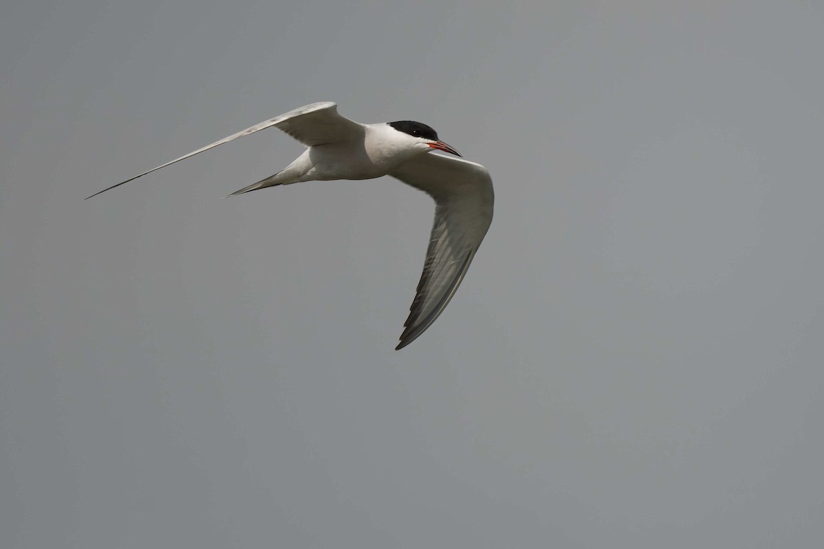 Common Tern - ML644663230