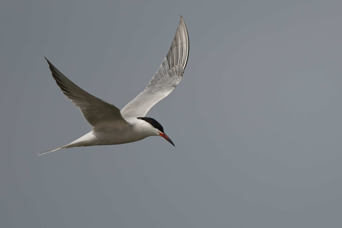 Common Tern - ML644663231