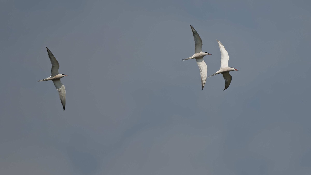 Common Tern - ML644663244
