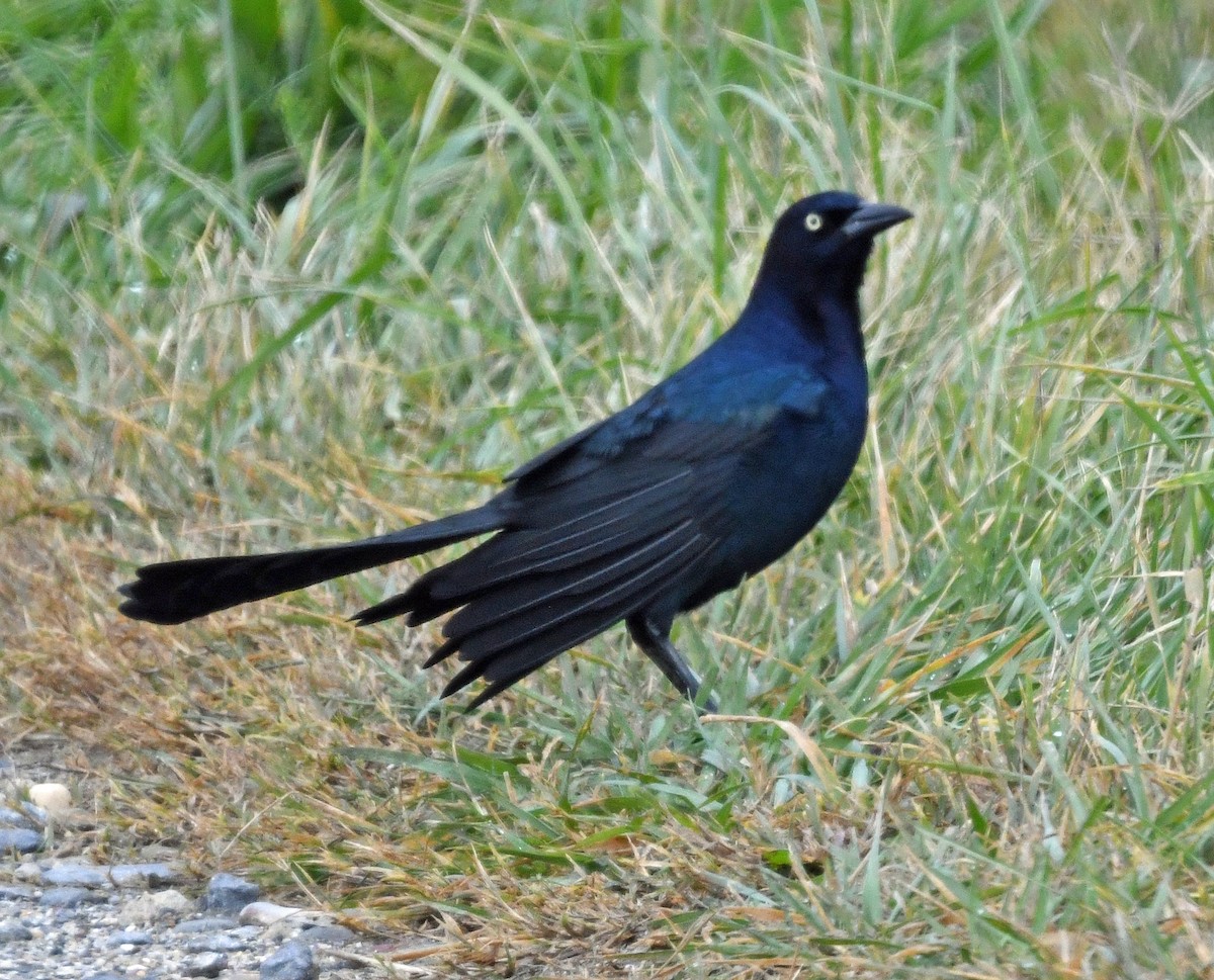Boat-tailed Grackle - ML644663245