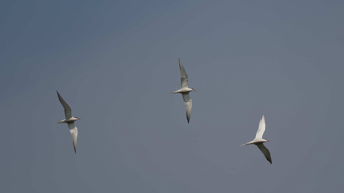 Common Tern - ML644663246