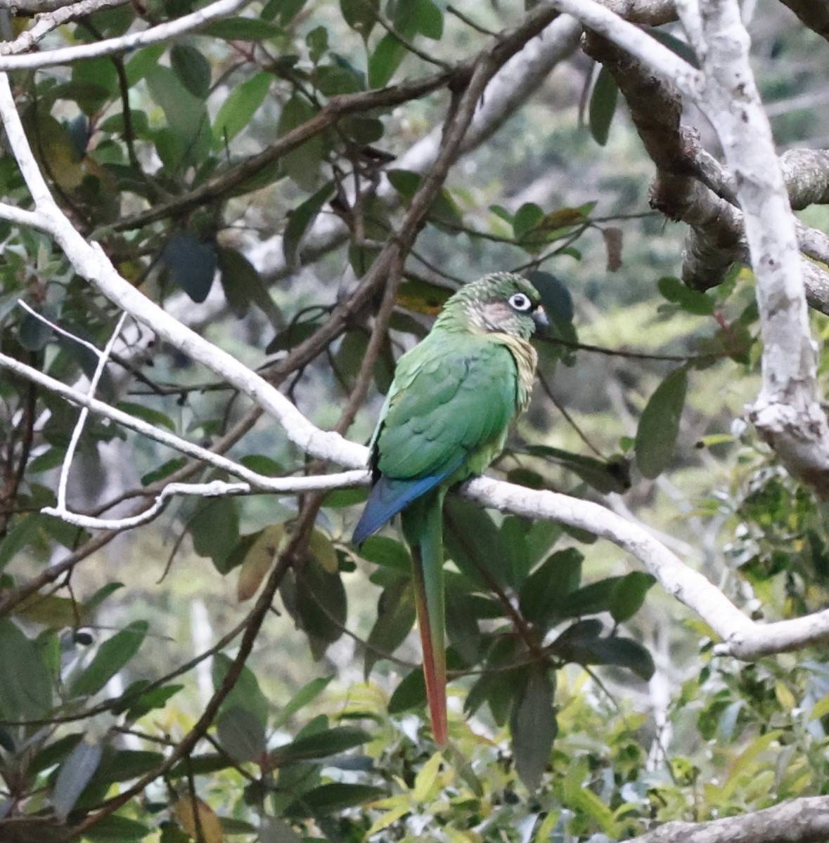 Maroon-bellied Parakeet - ML644663251