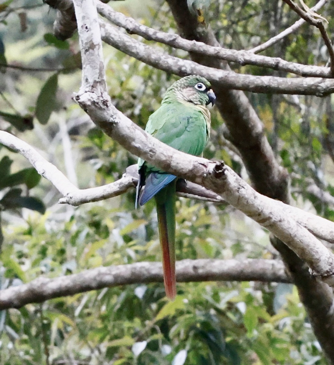 Maroon-bellied Parakeet - ML644663252