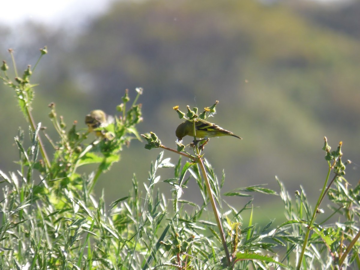 Hooded Siskin - ML644663258