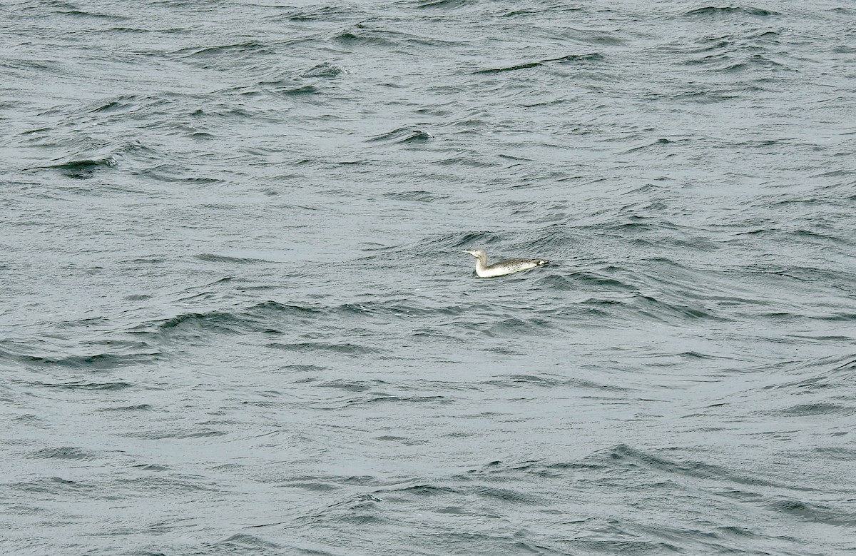 紅喉潛鳥 - ML644663259