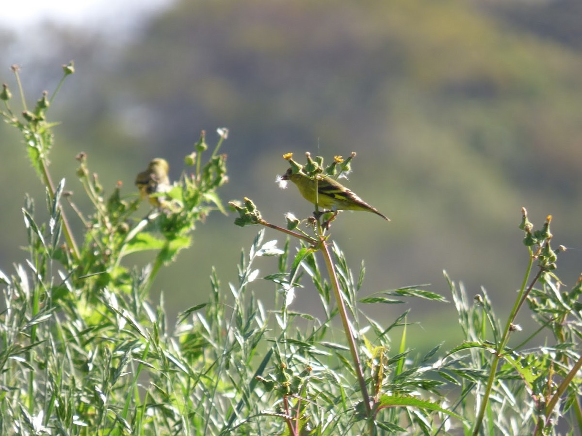 Hooded Siskin - ML644663263