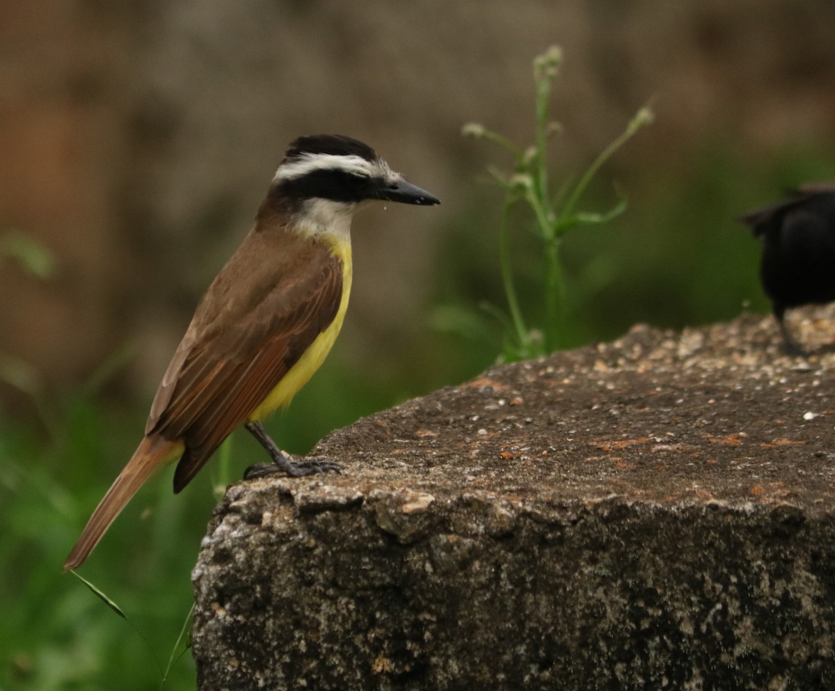 Büyük Kiskadi Tiranı - ML644663264