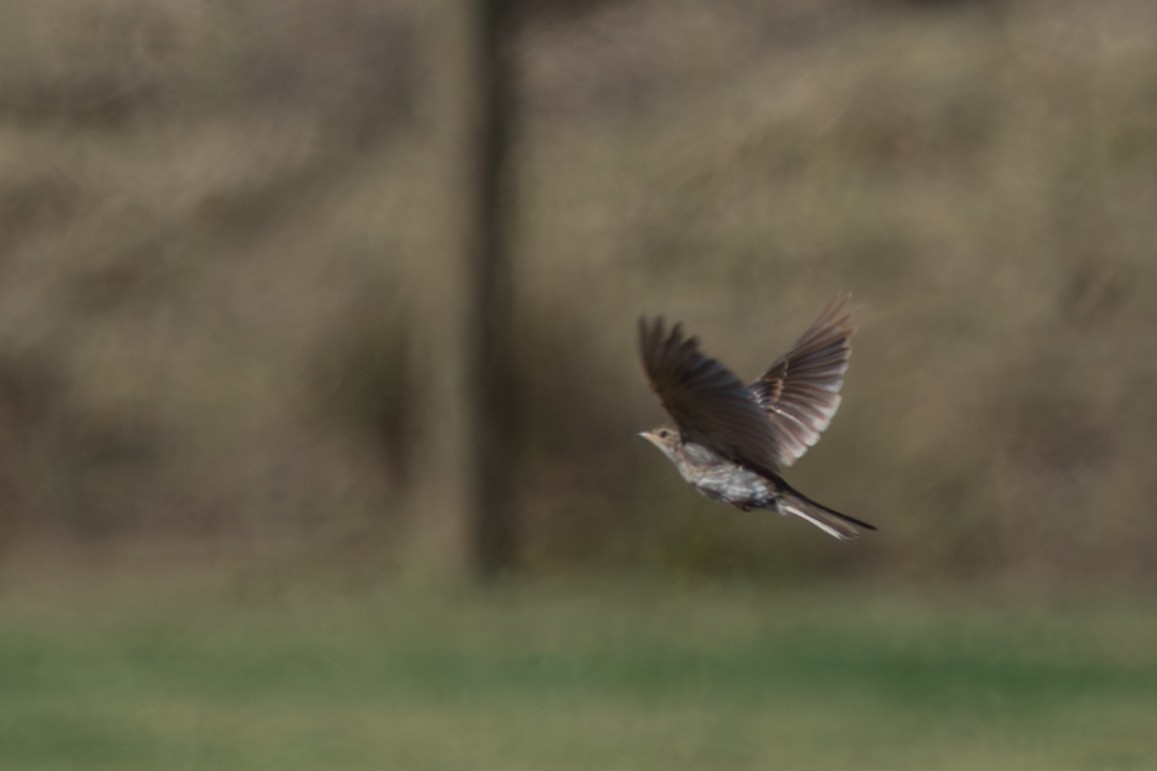 Alouette des champs - ML644663285