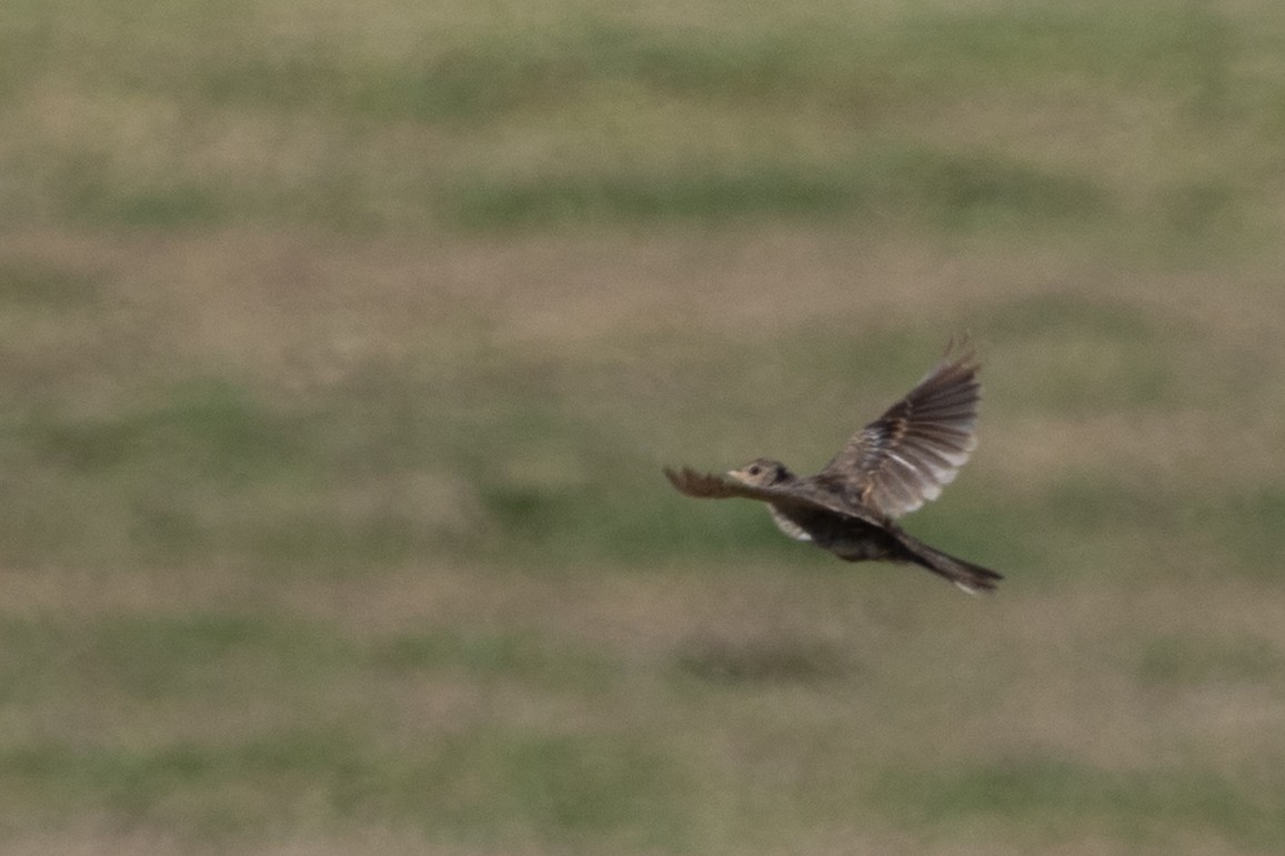 Alouette des champs - ML644663286