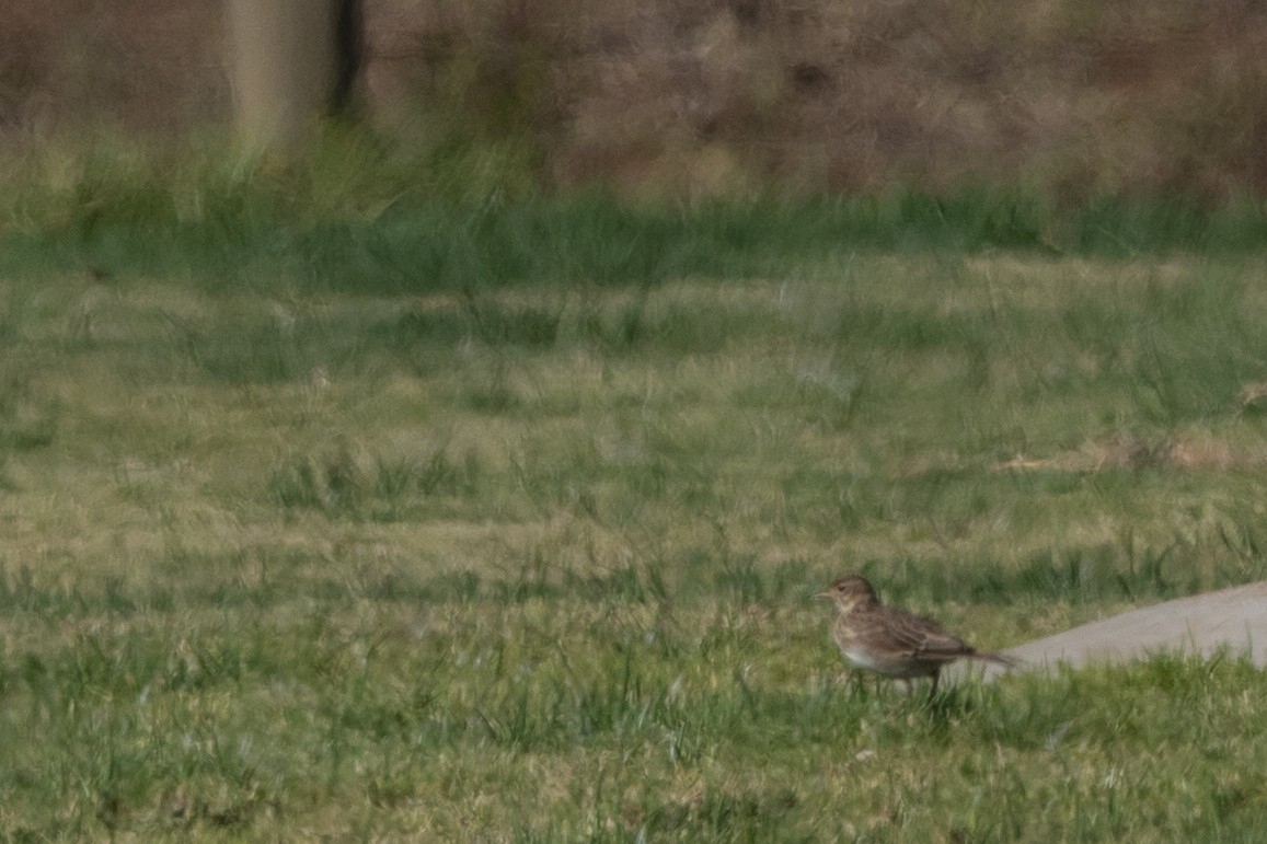 Alouette des champs - ML644663287