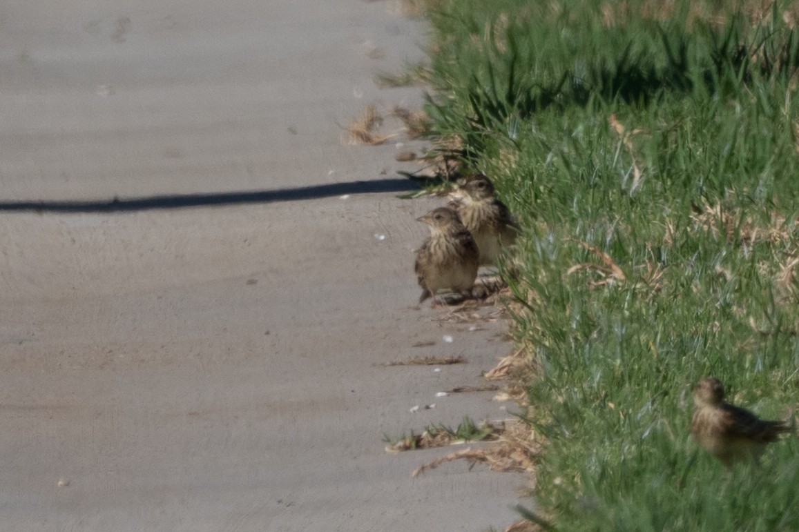 Alouette des champs - ML644663288