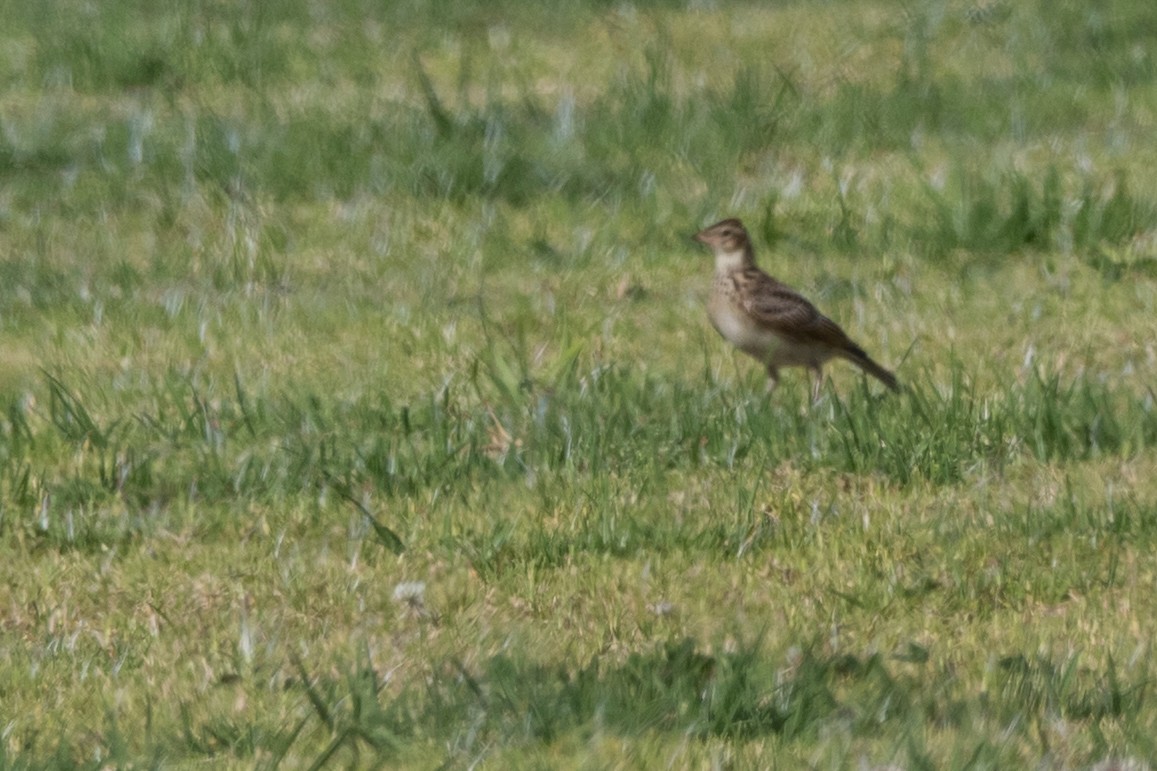 Alouette des champs - ML644663289