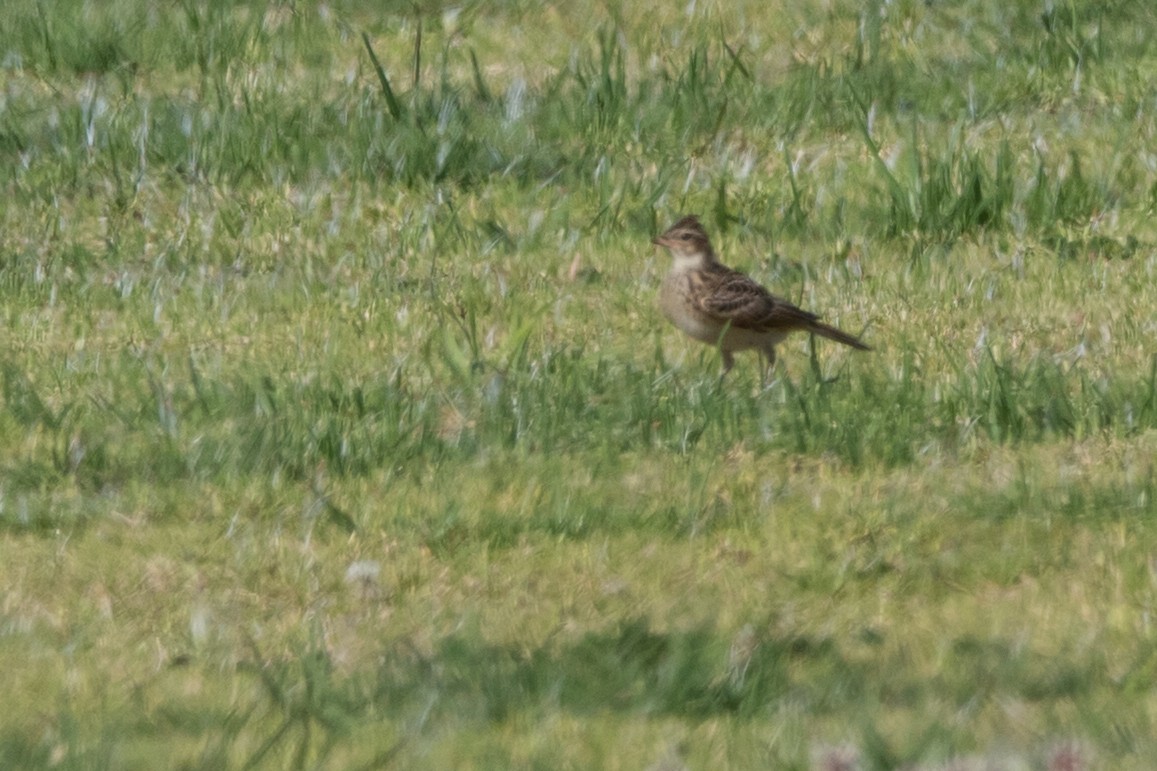 Alouette des champs - ML644663290