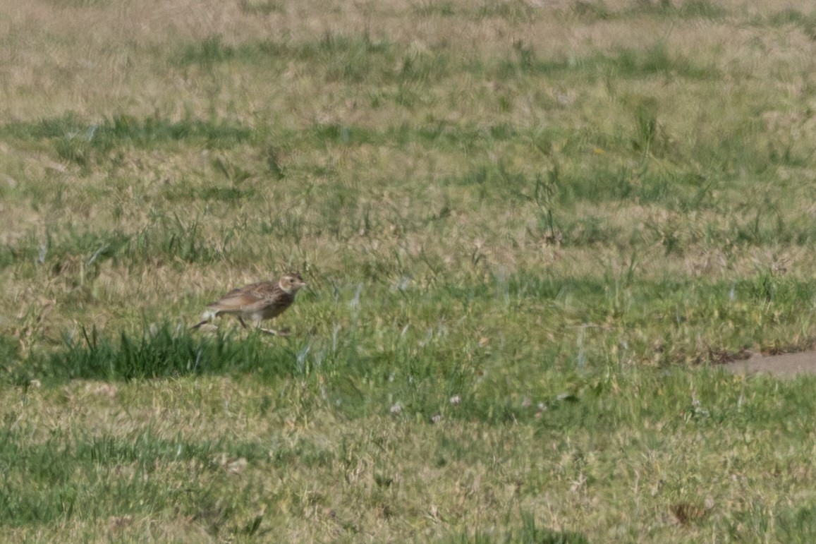 Alouette des champs - ML644663291