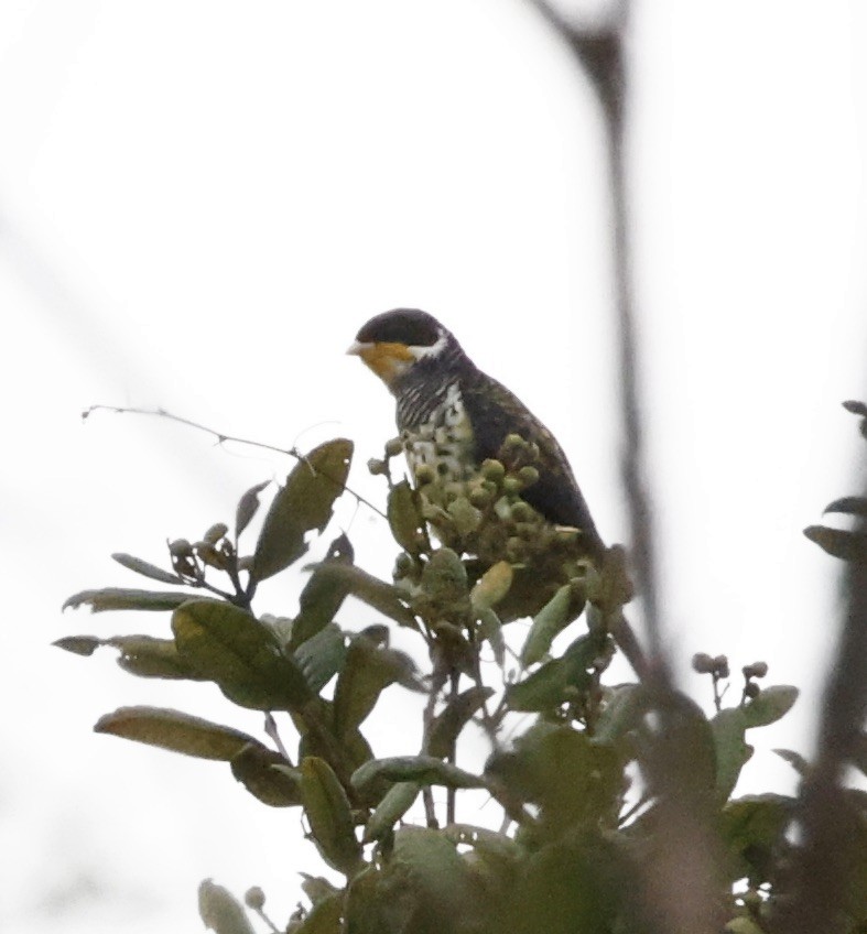 Swallow-tailed Cotinga - ML644663295