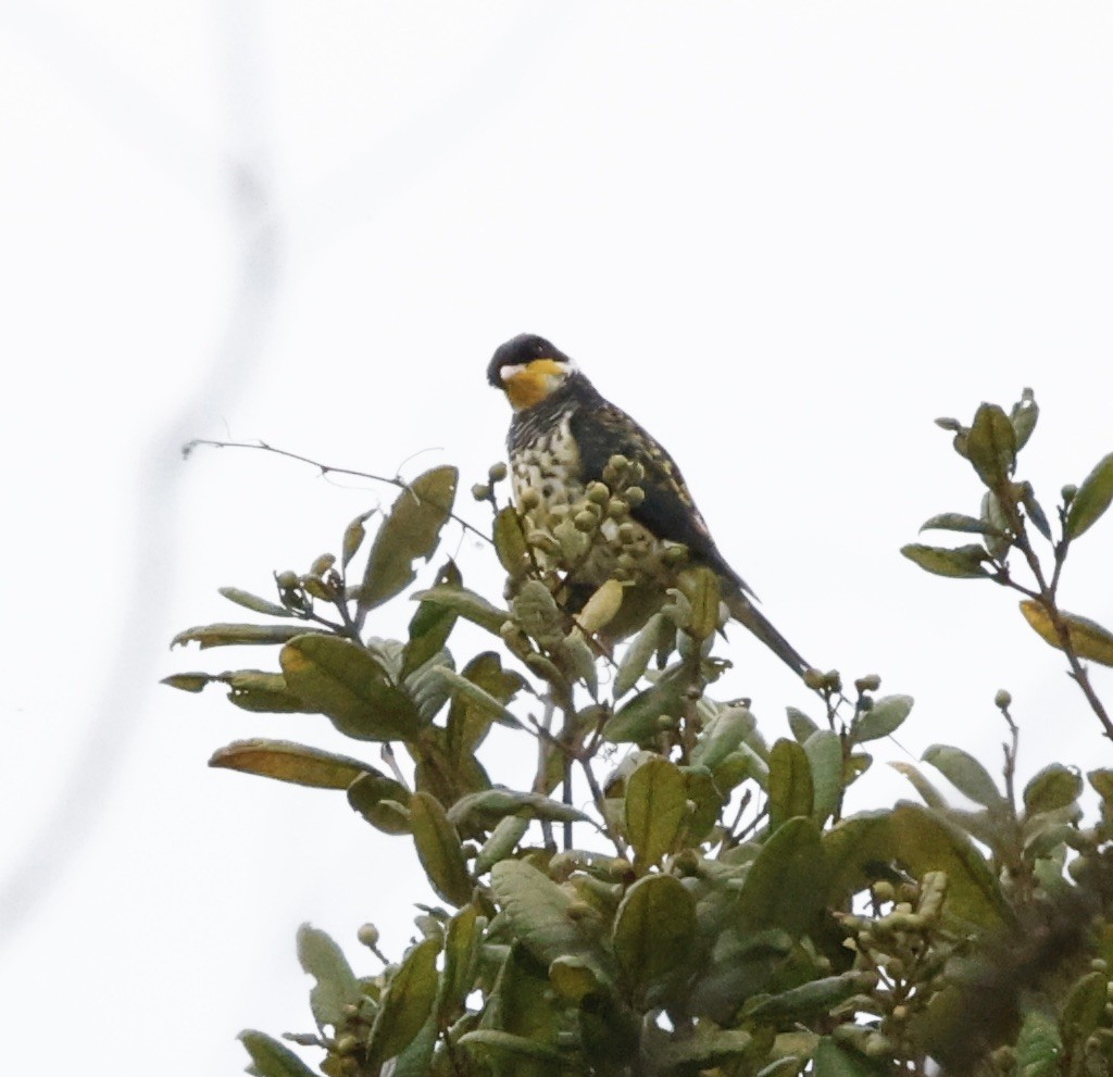 Swallow-tailed Cotinga - ML644663296