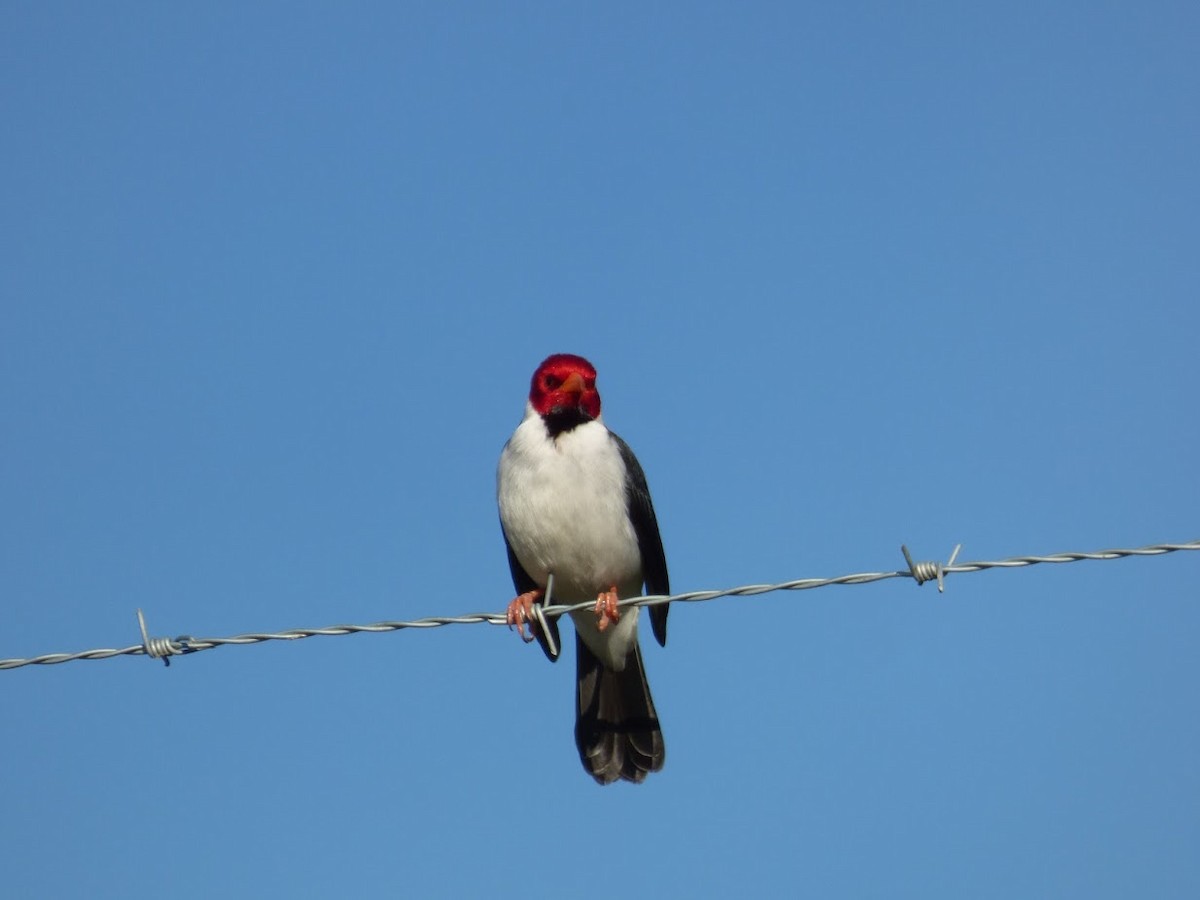 Yellow-billed Cardinal - ML644663299