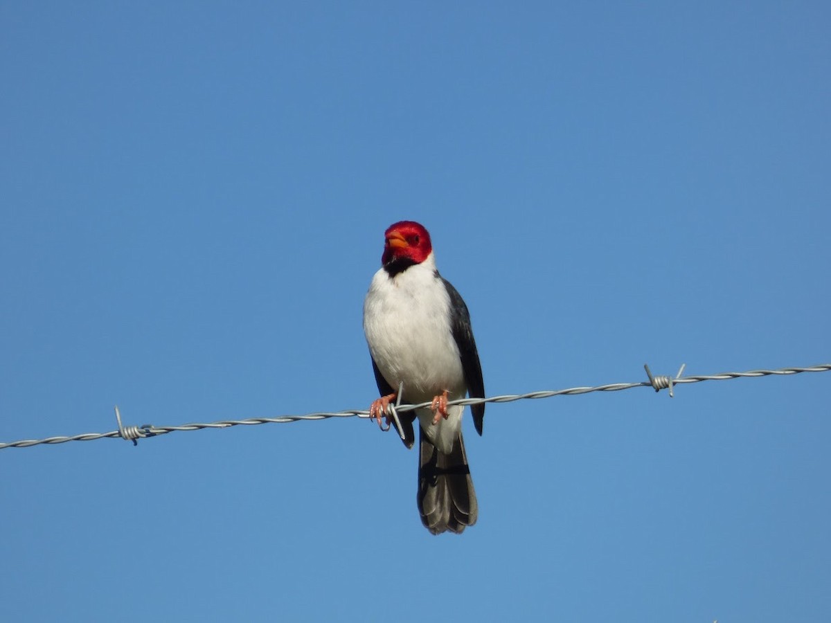 Yellow-billed Cardinal - ML644663301