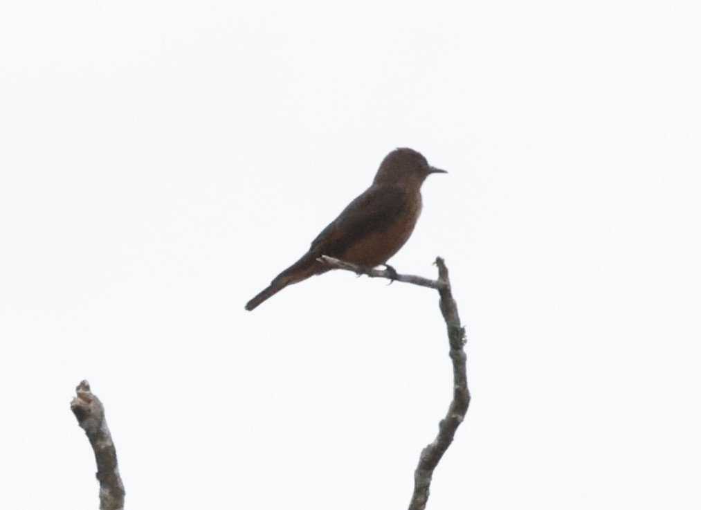 Cliff Flycatcher - ML644663304