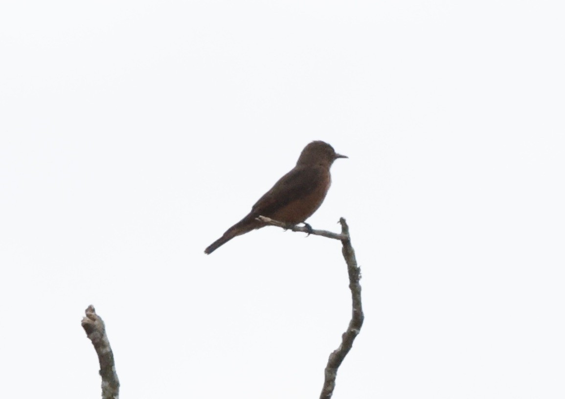 Cliff Flycatcher - ML644663305