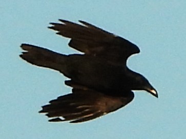 Common Raven - ML644663306