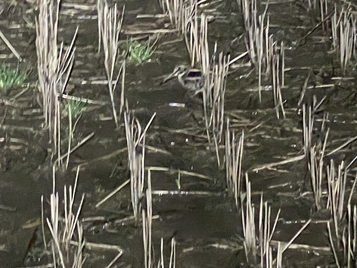 小鷸 - ML644663310