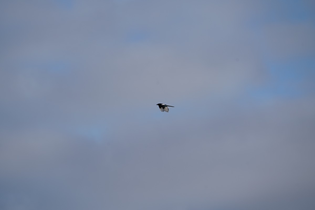 Eurasian Magpie - ML644663311