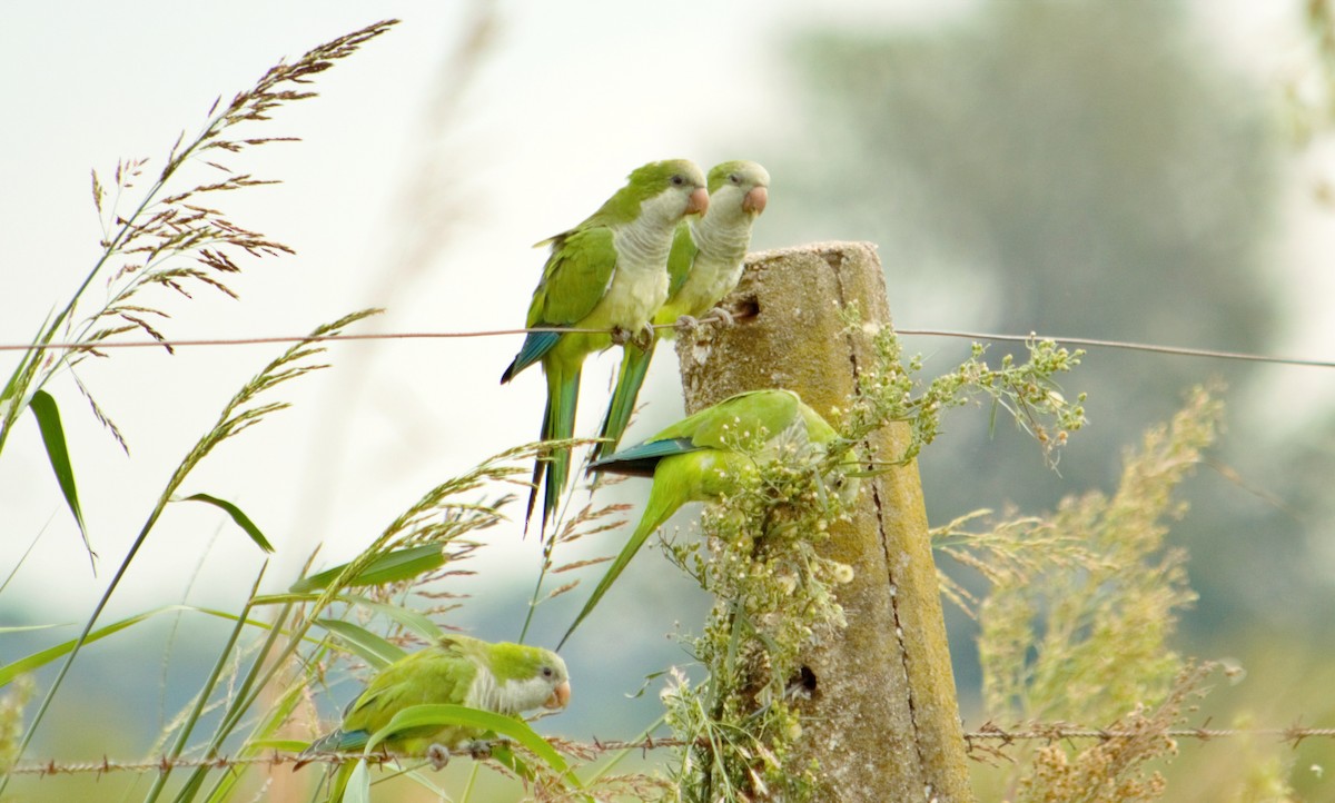 Mönchssittich - ML644663317