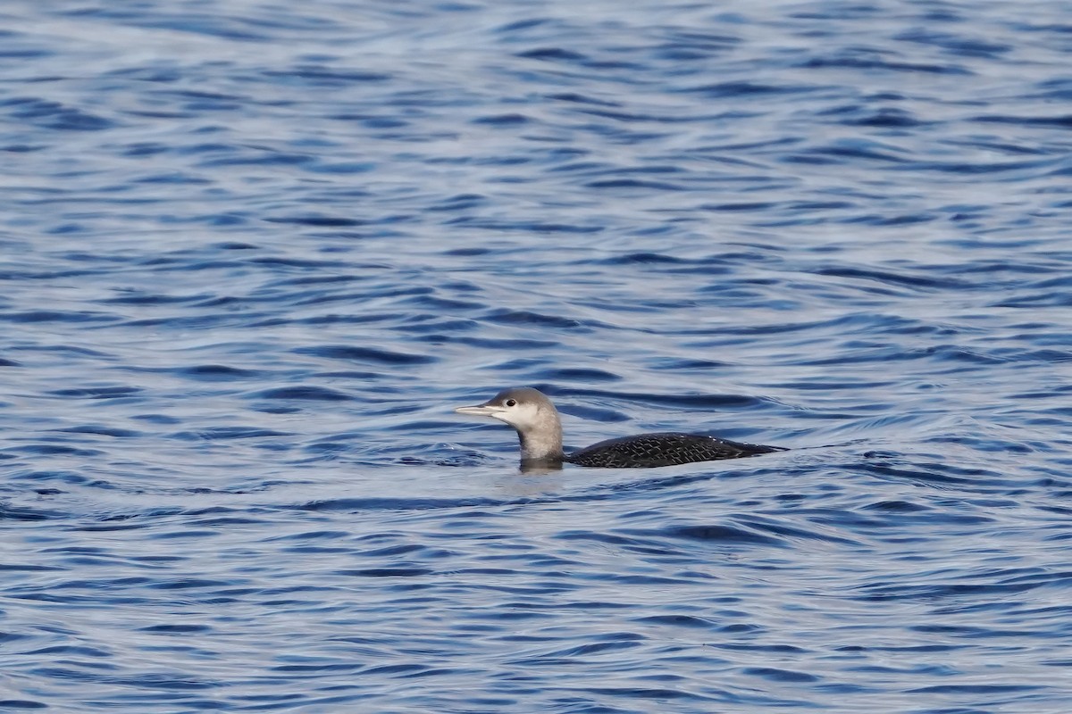 紅喉潛鳥 - ML644663322