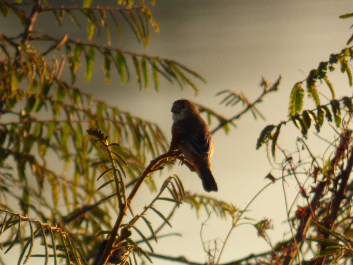 Rusty-collared Seedeater - ML644663327