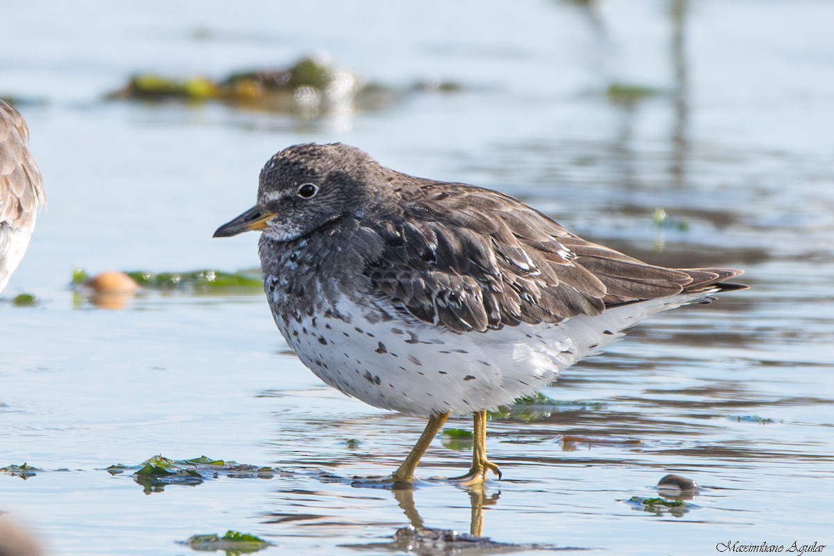 Surfbird - ML644663329
