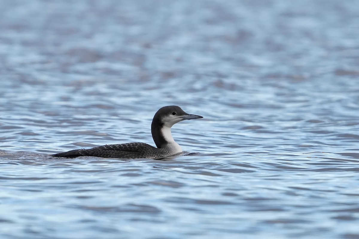 Arctic Loon - ML644663331