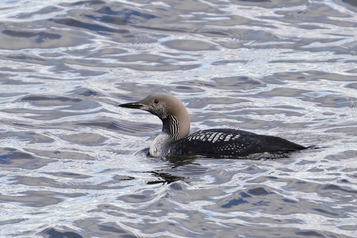 Arctic Loon - ML644663334