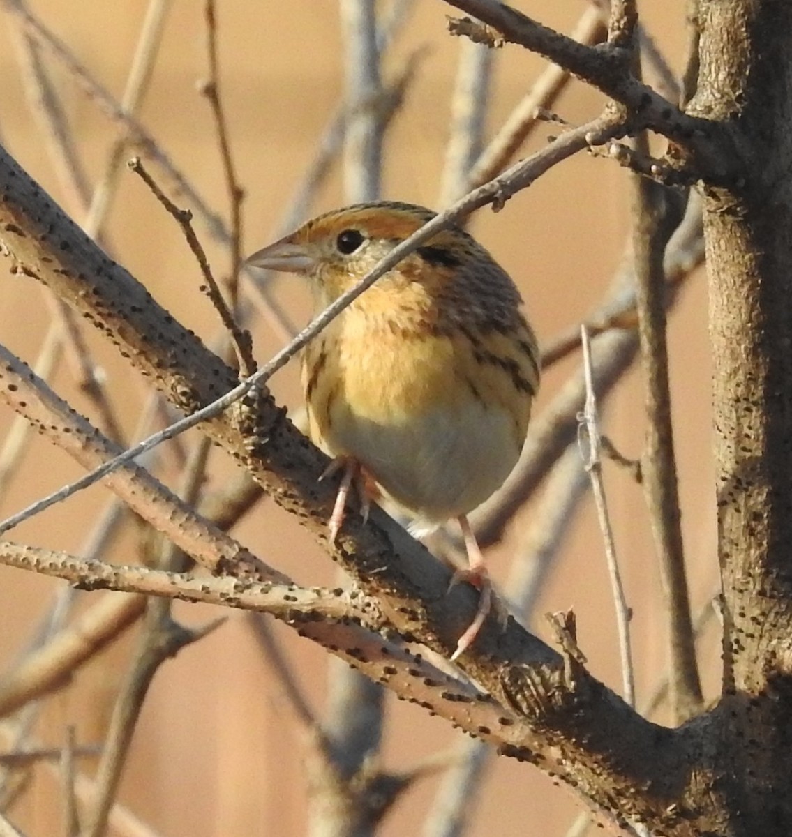 LeConte's Sparrow - ML644663335