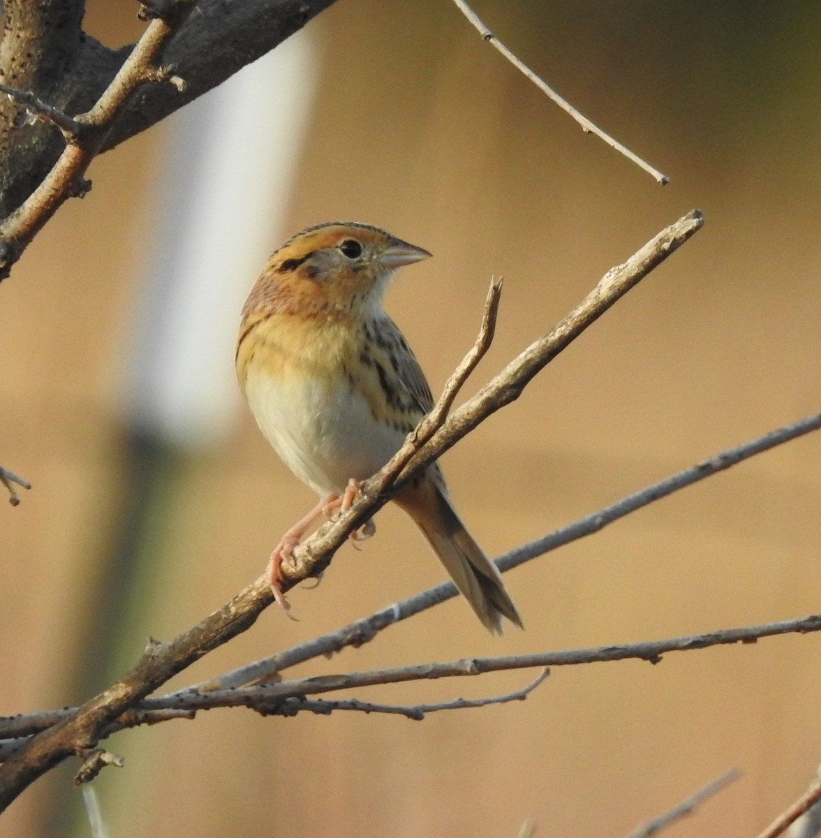 LeConte's Sparrow - ML644663336