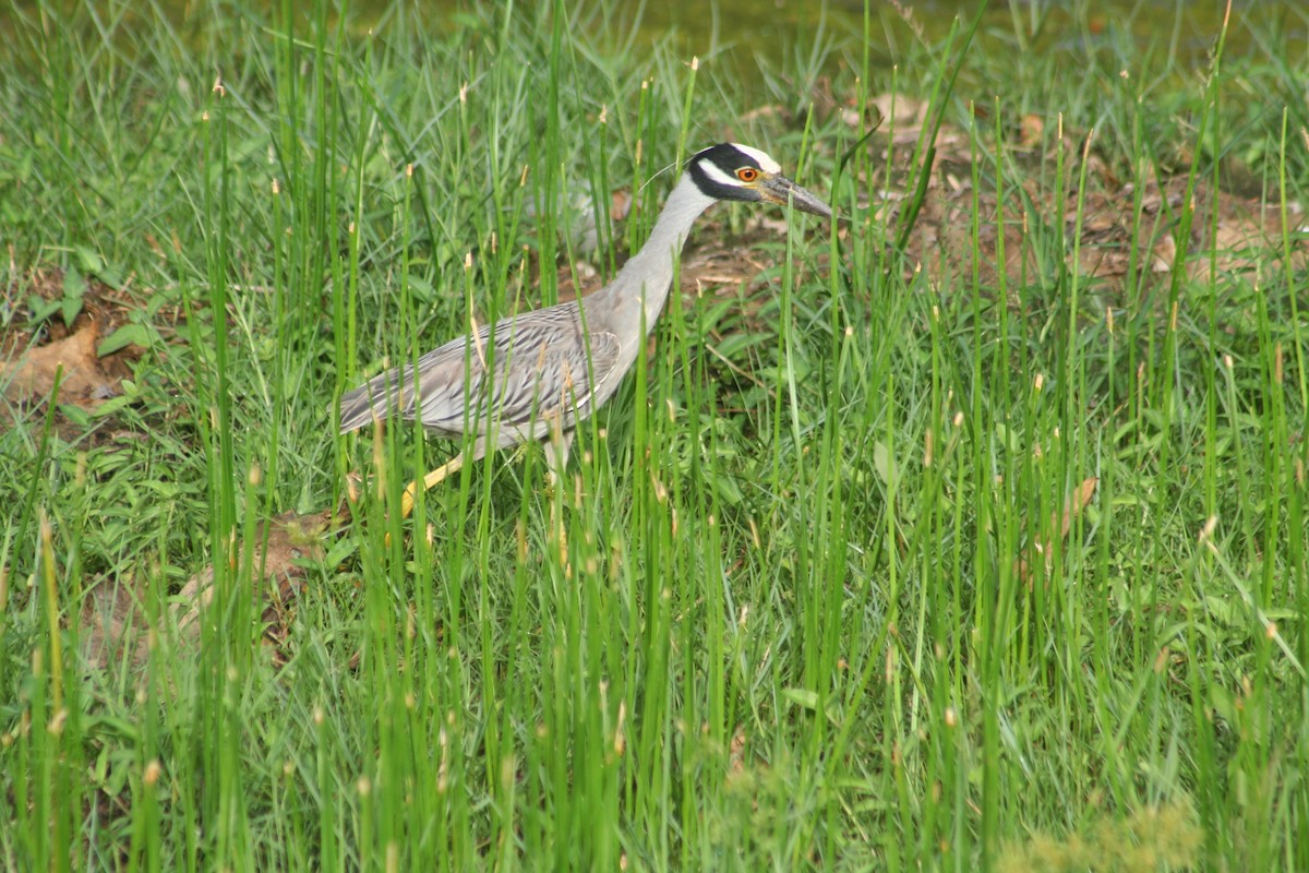 אנפת לילה צהובת-כיפה - ML644663337